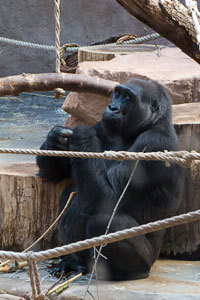 Gorilla at the Prague Zoo