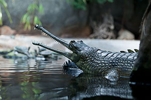 Critically Endangered Indian Gavial at the Prague Zoo