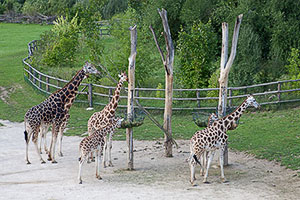 Le giraffe dello zoo di Praga
