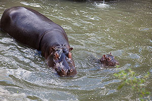 Gli ippopotami dello zoo di Praga