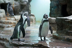 I famosi pinguini dello zoo di Praga