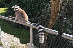 Prague Zoo - Lemur
