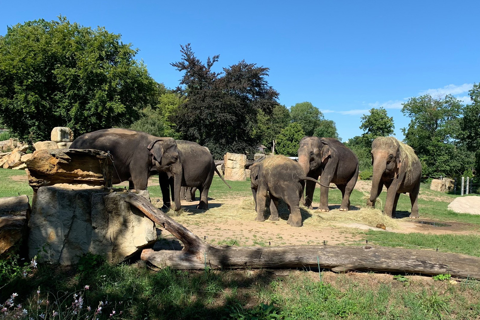 Prague Zoo - Elephants