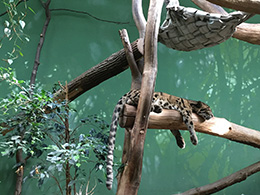 Пражский зоопарк